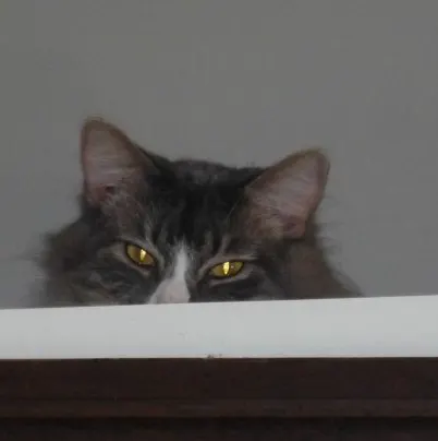 Happy Cats & $25 Walmart Giftcard Giveaway 1 Happy Cats & $25 Walmart Giftcard Giveaway sammy cat Happy Cats & $25 Walmart Giftcard Giveaway This is a Sponsored post written by me on behalf of Fresh Step and Meow Mix for SocialSpark. All opinions are 100% mine.