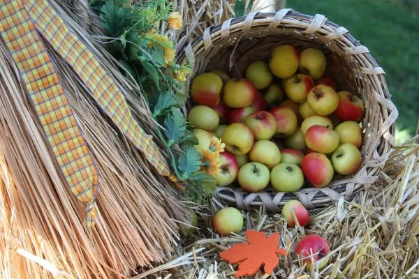 Picking apples in the fall is a favorite family activity! 