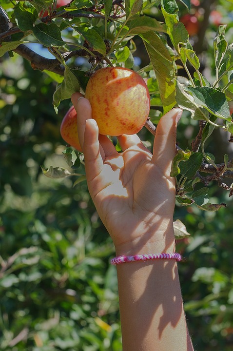 Picking the perfect apple for a delicious recipe.