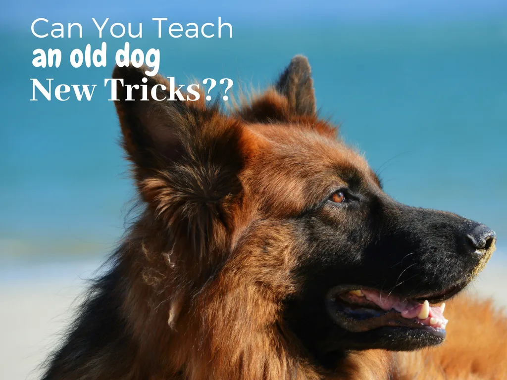 at what age can you teach a dog tricks