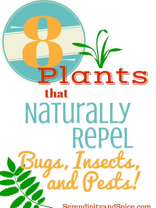 8 Plants to Repel Bugs, Insects, and Pests