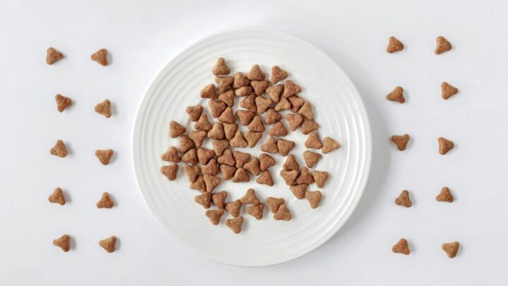 Homemade Cat Treats With Tuna Serendipity And Spice