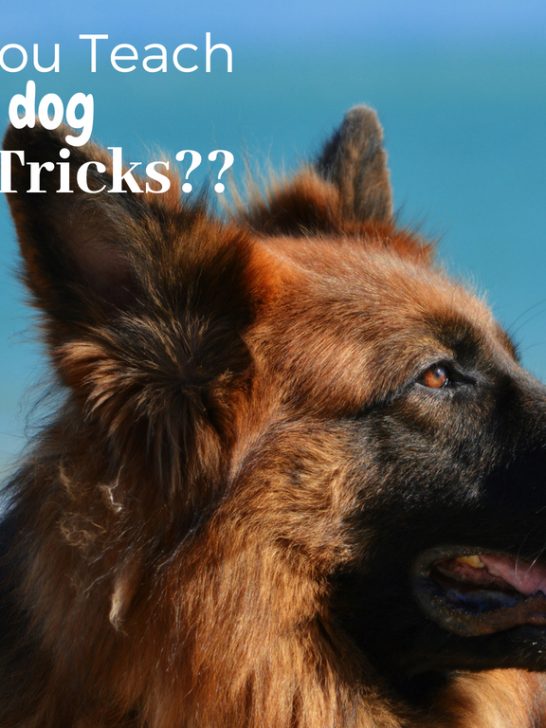 Can You Teach an Old Dog New Tricks