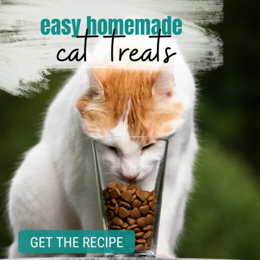 Homemade Cat Treats With Tuna Serendipity And Spice