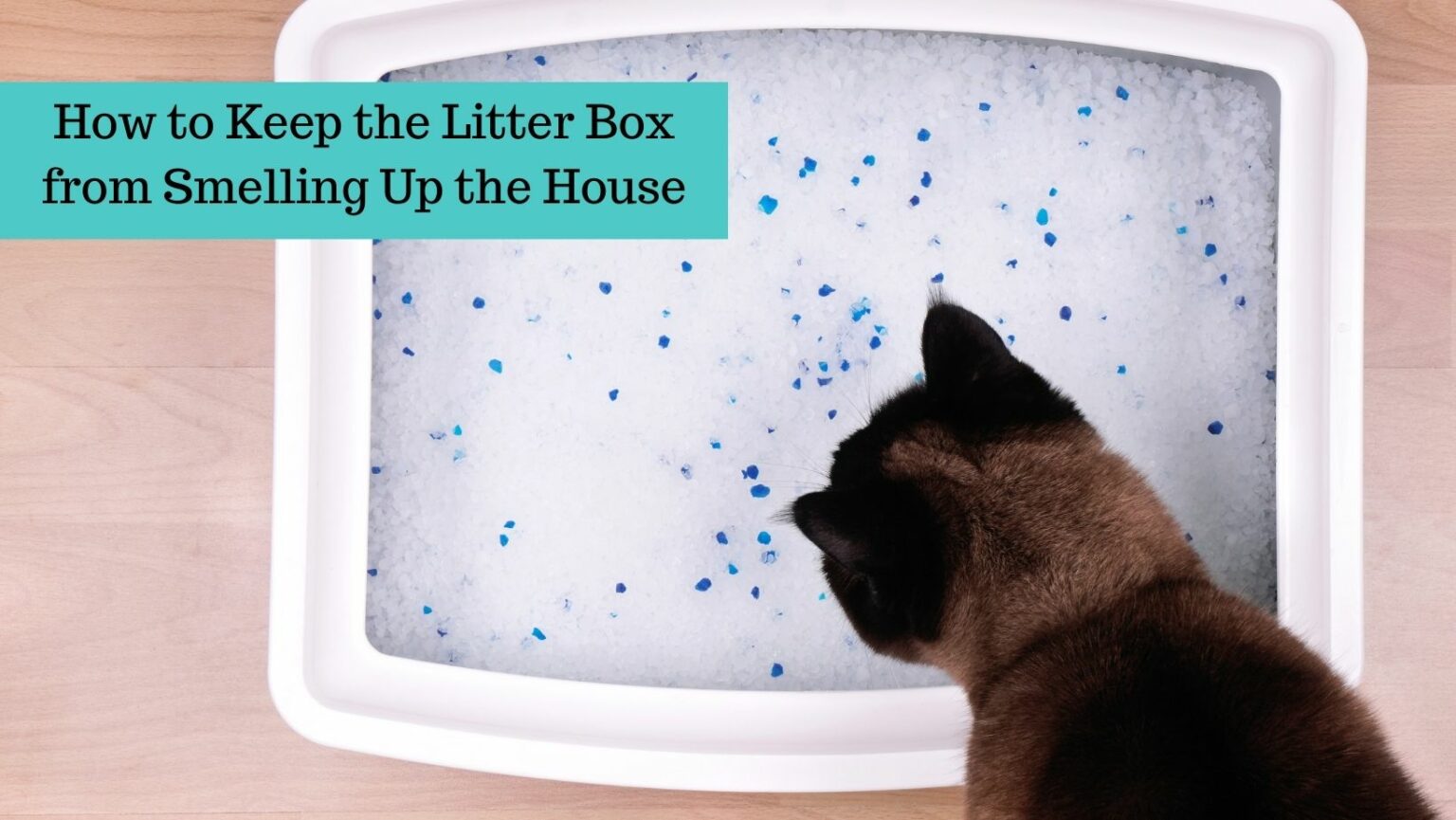 7-tips-to-keep-your-home-from-smelling-like-a-litter-box-cat-litter