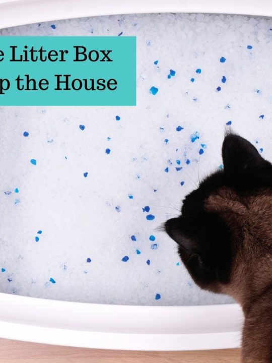 How to Keep Litter Box from Smelling with a Geriatric Cat