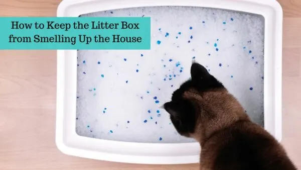 how to keep the litter box smells away