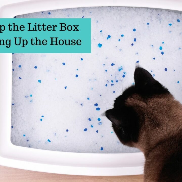 How to Keep Litter Box from Smelling with a Geriatric Cat