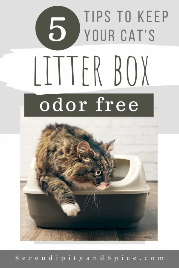 How to keep litter box from smelling with a geriatric cat
