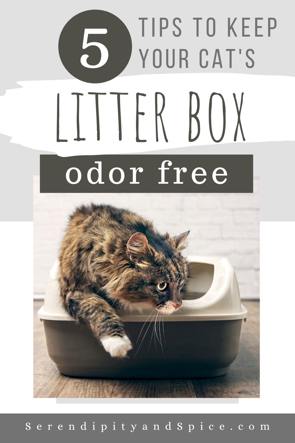 How To Keep Litter Box From Smelling With A Geriatric Cat - Serendipity