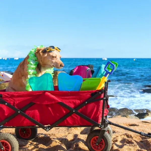 toddler beach tips